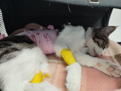 -纳吉亚猫专科动物诊疗中心(蒋宅口分院)