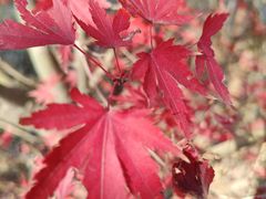 -昆山城市生态森林公园