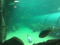 -悉尼海洋生物水族馆