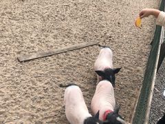 -前小桔亲子创意农场·草莓采摘·露营烧烤