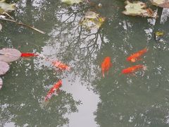 -红花湖景区