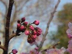 -北极阁公园