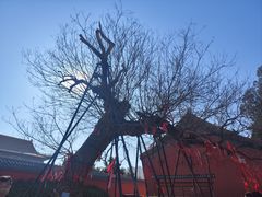 -药王庙(安国市)