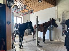 -北京群众马术培训基地