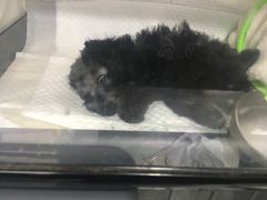 -宠颐生中康贝怡动物医院