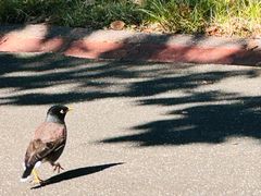 -墨尔本皇家植物园