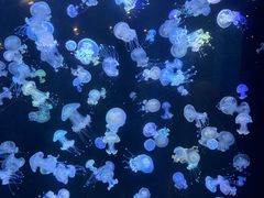-海合安青岛极地海洋公园