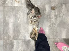 -楼上猫咖(罗湖店)