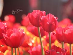 -香蜜公园
