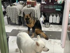 -爪吧宠物乐园·宠物泳池(温榆河示范区店)