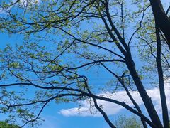 -秦岭终南山世界地质公园翠华山景区