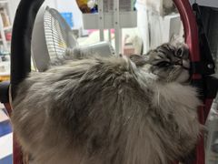 -安安宠医宠物医院·异宠·犬猫内科(岳阳分院)