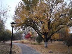 -永定河休闲森林公园