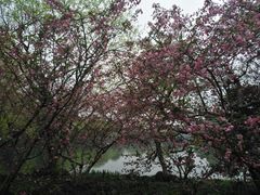 -西湖外事游船(花港观鱼码头)