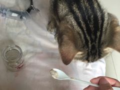 -纳吉亚猫专科动物诊疗中心(蒋宅口分院)