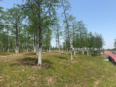 -春花秋色城市公园