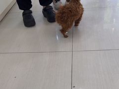 -全心全意连锁动物医院·微创中心·内科急重症·心脏专科(丰管路店)