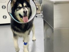 -爱侣宠医·鹦鹉专科·小型哺乳类·异宠专科(灵石路店)