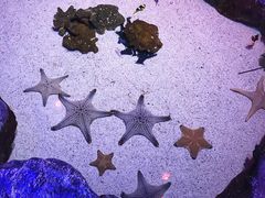 -暹罗海洋世界