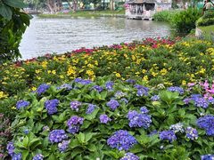-荔湾湖公园