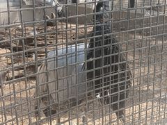 -保定市动物园