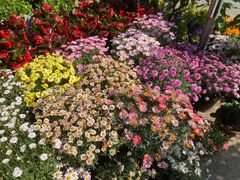 -金陵花卉交易市场