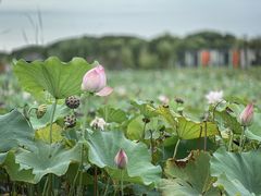-上海怡沁园度假酒店