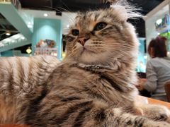 -猫小院猫主题餐厅(三里屯店)