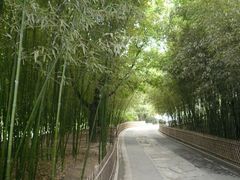 -紫竹院公园冰场