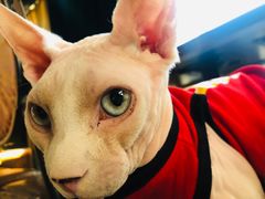 -蓝鲸·缅因猫舍