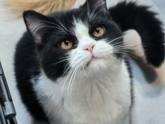 -Heymao猫咖.咖啡厅(东门店)