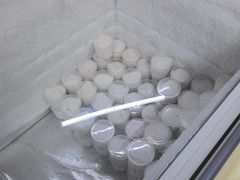 -洪馨椰子