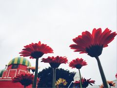 iphone_upload_pic-松山湖梦幻百花洲