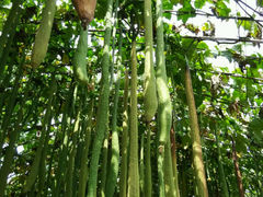 android_upload_pic-北戴河集发农业梦想王国