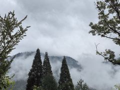 -卧龙中华大熊猫苑神树坪基地