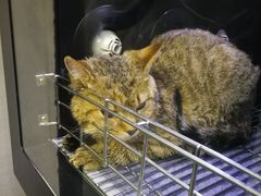 -PETKIT 小佩宠物·低压洗护·美容·寄养(安远店)