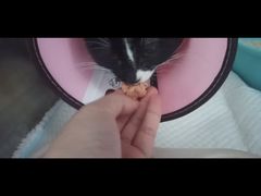 -哆趣宠物医院·眼科·内镜·急重症转诊中心(上海店)