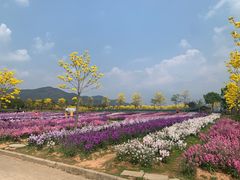 -天适樱花悠乐园
