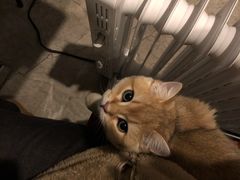 -东方名猫馆·英短金渐层布偶猫舍(环线广场1号楼店)