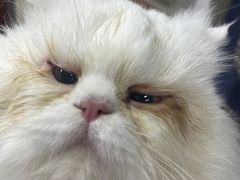 -宠物星动物医院·眼科·异宠·猫科(江南大道总院)