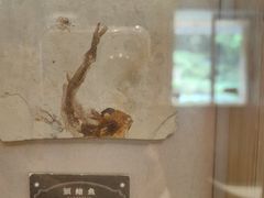 -石舍洒秀咖啡馆