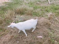 -田园东方蜜桃村的田野营地