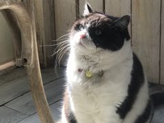 -海边的猫和咖啡馆