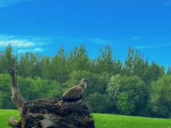 -北京野生动物园