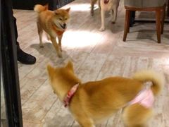 -百好乐宠物友好餐厅(朝外大街店)