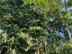 -中国科学院西双版纳热带植物园