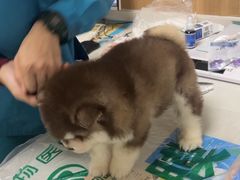 -瑞派宠物医院·24h·骨外科·皮肤科·全科宠物医疗转诊中心(沈阳浑南院)