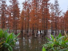 -白鹭湾湿地公园