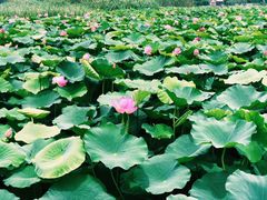 -荷塘月色湿地公园·向阳花洲