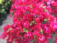 -金陵花卉交易市场